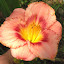 Hemerocallis - Daylily - 'Strawberry Candy'