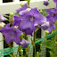 Platycodon grandiflorus - Balloon Flower - 'Mariesii'