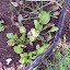 Silene dioica - Red Campion