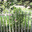 Lathyrus latifolius - Perennial Sweet Pea, pink