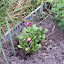 Bellis 'Bellisima Red'