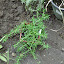 Prostrate Rosemary