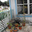 SneIrish's Outside Container 2009 garden
