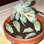 Graptopetalum paraguayense - Ghost plant