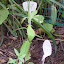 Phlox paniculata - Tall Garden Phlox unknown