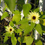 Helianthus annuus - Sunflower - 'Vanilla Ice'