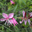 Gaura lindheimeri - 'Siskiyou Pink'