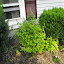 Agastache foeniculum - Hyssop - "Golden Jubilee"