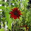 Helianthus annuus - Sunflower - 'Moulin Rouge'