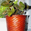 Syngonium podophyllum - Arrowhead Plant - 'Regina Red'