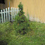 Pinus syrobus - White Pine