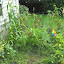 SneIrish's Vegetable & Fruit garden