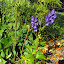 Aconitum carmichaelii - Monkshood - 'Arendsii'