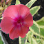 Phlox paniculata - Garden Phlox 'Becky Towe'