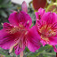 Alstroemeria hybrid - Peruvian Lily - 'Mauve Majesty'