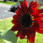 Helianthus annuus - Sunflower - 'Chianti'