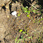 Baptisia australis - False Indigo