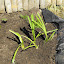 Iris virginica - Blue Flag Iris