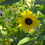 Helianthus annuus - Sunflower - 'Moonshadow'