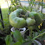 Solanum lycopersicum - Tomato - Heirloom 'Black Krim'
