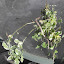 Mentha suaveolens - Pineapple Mint