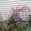 SneIrish's Butterfly - Bee - Bird garden