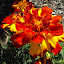 Tagetes patula - Mixed Marigolds