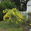 Helianthus maximillani - Maximillian Sunflower