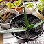 Aloe barbadensis - Aloe Vera - Medicine Plant
