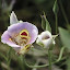 Calochortusvenustus