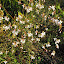 Gaura lindheimeri 'Corrie's Gold'