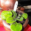 Saintpaulia - African Violet (4) med greed pointed leaf