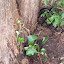 Hedera - Sub-zero Ivy