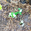 Stylophorum diphyllum - Celandine Poppy