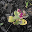 Sedum - 'Neon'