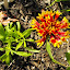 Gaillardia - Blanket Flower - 'Razzle Dazzle'