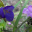 Tradescantia - Spiderwort