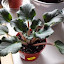 Saintpaulia - African Violet, Raspberry