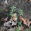 Antirrhinum braun-blanquettii - Perennial Snapdragon