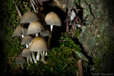 IMG_0178_bartuskn.nl.jpg