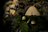 IMG_0208_bartuskn.nl.jpg