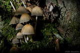 IMG_0182_bartuskn.nl.jpg