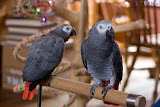 IMG_1043_bartuskn.nl.jpg