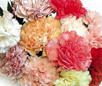 [carnations18.jpg]