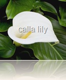 calla-lily