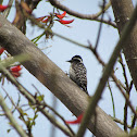 Nuttall's Woodpecker