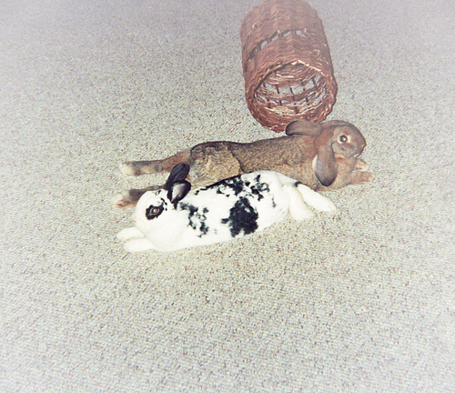 yin-yang buns