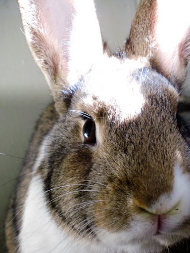 Linda Maureen Francisco, Junoir Bunny Rabbit