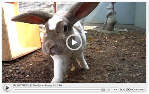 Bunnies on KTVU