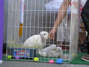 mattie Our Easter Bunny Mattie enjoying pets.
